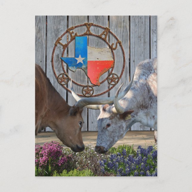 Cartão Postal Texas Longhorns Love (Frente)