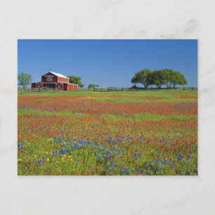 Cartão Postal Texas, Texas Hill Country, pincel de Texas