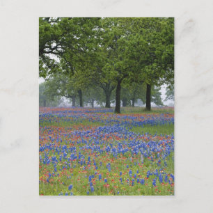 Cartão Postal Texas, Texas Hill Country, Texas Paintbrush e
