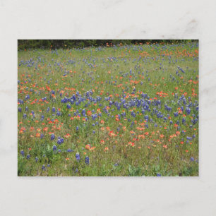 Cartão Postal Texas Wildflower