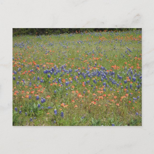 Cartão Postal Texas Wildflower (Frente)