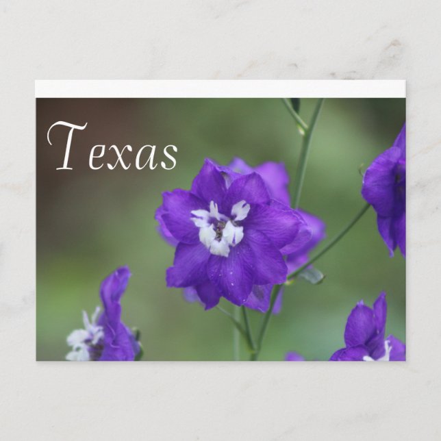 Cartão Postal Texas Wildflower Postcard-Purple Wildflower (Frente)