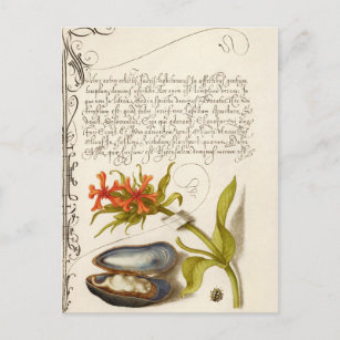 Cartão Postal Texto de caligrafia antigo com ilustração botânica