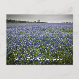 Cartão Postal Texto Personalizado Azul Primavera Bluebonnets Tex
