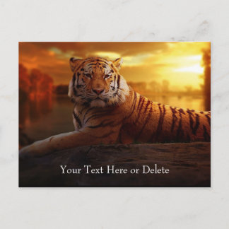 Cartão Postal Texto Personalizado Linda Tigre Laranja Selvagem L