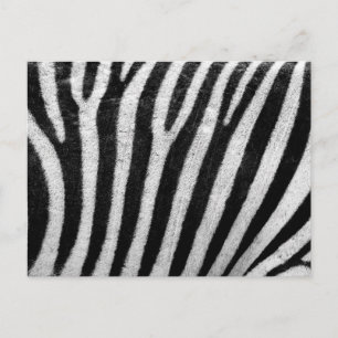 Cartão Postal textura da pele de zebra