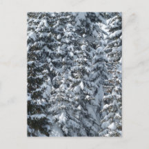 Textura de Árvore de Abeto de Neve