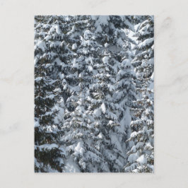 Cartão Postal Textura de Árvore de Abeto de Neve