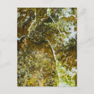 Cartão Postal Textura de Casca Mossy e Liquen