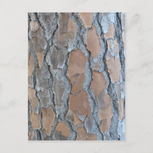 Cartão Postal Textura do latido de árvore