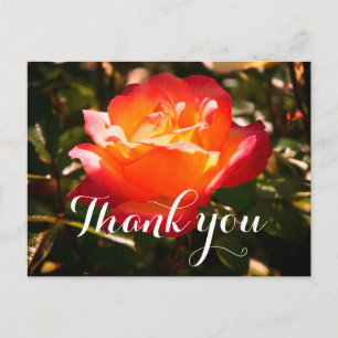 Cartão postal Thank You Rainbow Sorbet Rose #5