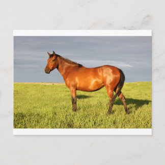 Cartão Postal The Bay Mare