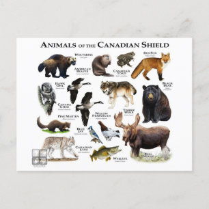 Cartão Postal "The Canadian Shield"