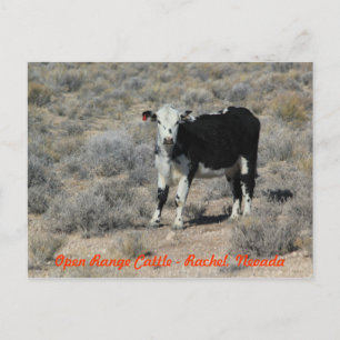Cartão Postal The ET Highway Cattle Nevada Postcard