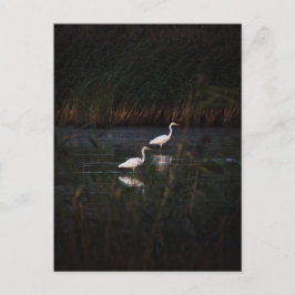 Cartão Postal The great egret (Ardea alba) birds