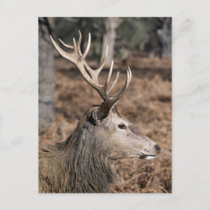 Cartão Postal The King's Deer of Richmond Park, Londres, Reino U