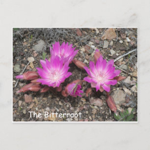Cartão Postal The Montana Bitterroot: Flor favorita de Deus