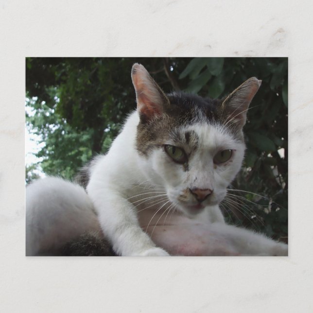 Cartão Postal The sharp, piercing gaze of a stray cat. (Frente)
