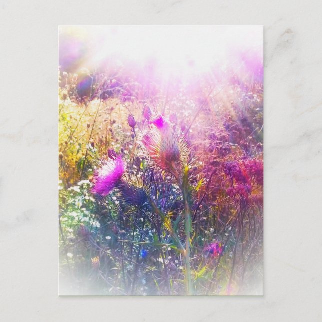 CARTÃO POSTAL THISTLE (Frente)