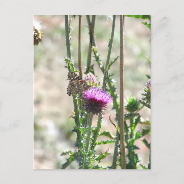 Cartão Postal Thistle Love (Frente)