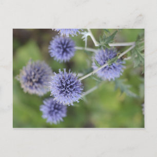Cartão Postal Thistle - Saindo da Multidão