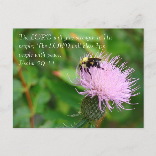 Cartão Postal Thistle Wildflower (Frente)