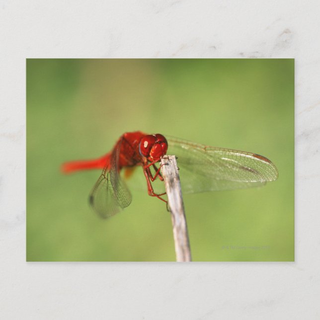 Cartão Postal Thomas Baines Nature Reserve, Cabo Oriental (Frente)
