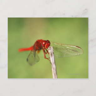 Cartão Postal Thomas Baines Nature Reserve, Cabo Oriental