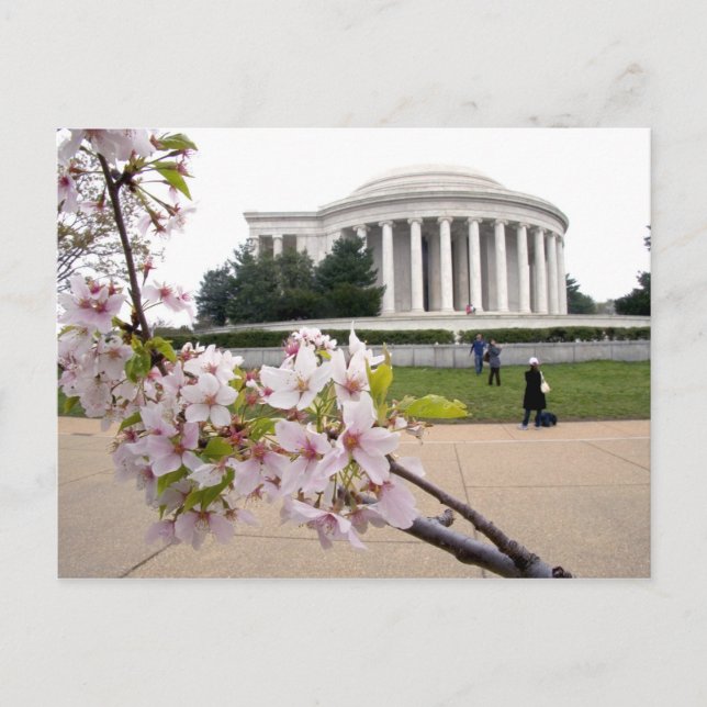 Cartão Postal Thomas Jefferson Memorial com flores de cereja (Frente)