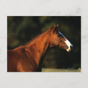 Cartão Postal Thoroughbred Horse Headshot