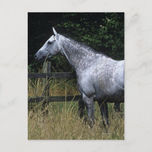 Cartão Postal Thoroughbred Horse Standing by Fence