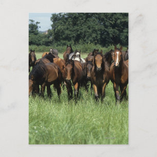 Cartão Postal Thoroughbred Youngsters