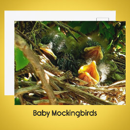 Cartão Postal Three Baby Mockingbirds in the Nest Wildlife Photo