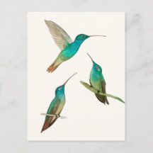 Three Hummingbirds 