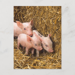Cartão Postal Three Little Pigs