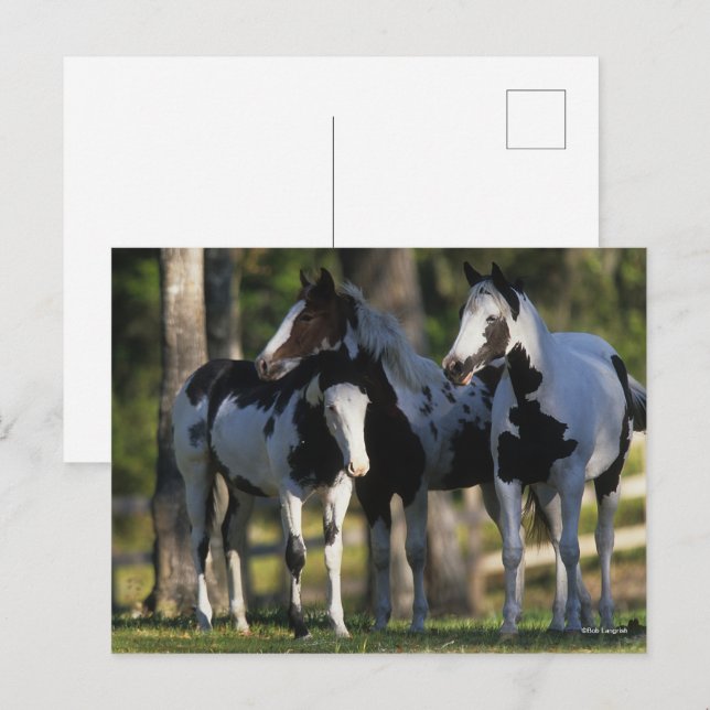 Cartão Postal Three Paint Horses Standing Together (Frente/Verso)