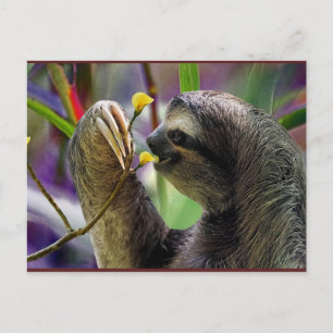 Cartão Postal Three-Toed Tree Sloth