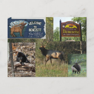 Cartão Postal Thstorm Elk BENEZETTE PA