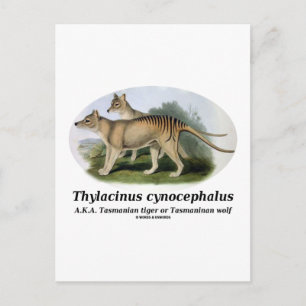 Cartão Postal Thylacinus cynocephalus (tigre ou lobo da Tasmânia