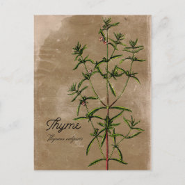 Cartão postal Thyme Herb de Estilo Vintage