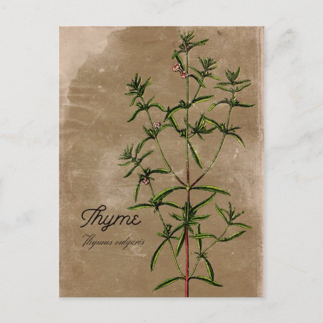 Cartão postal Thyme Herb de Estilo Vintage (Frente)