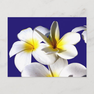 Cartão Postal ti plantações flores amarelas de cor azul-amarela,