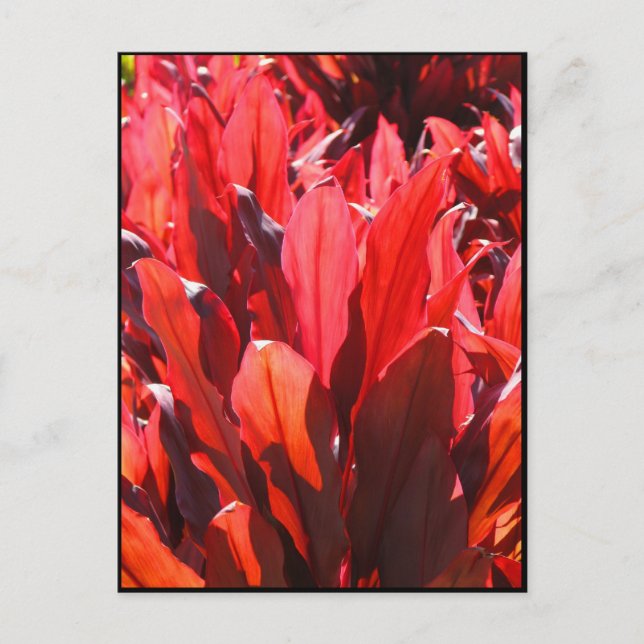 Cartão Postal Ti Vermelho (Frente)