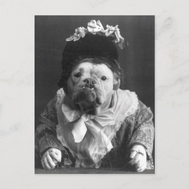 Cartão Postal Tia Maude Dog (Frente)