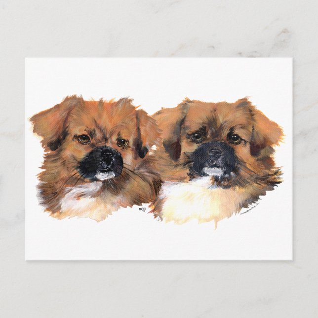 Cartão Postal Tibetan Spaniels Head Study (Frente)