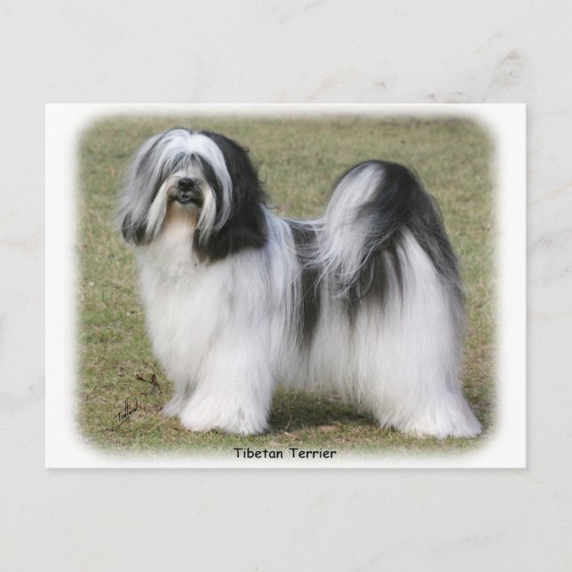 Cartão Postal Tibetano Terrier (Frente)