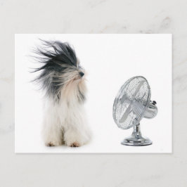 Cartão Postal Tibetano terrier e seu fã