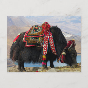 Cartão Postal Tibetano Yak