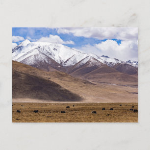 Cartão Postal Tibete - Paisagem montanhosa com iaques