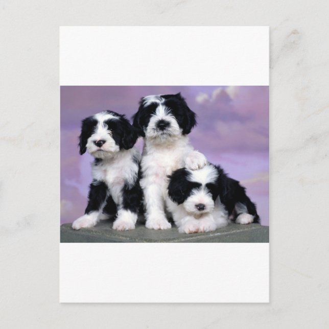 Cartão Postal Tibetern terriers (Frente)
